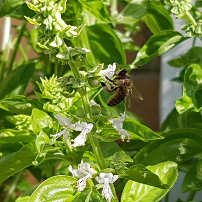 basil-bee