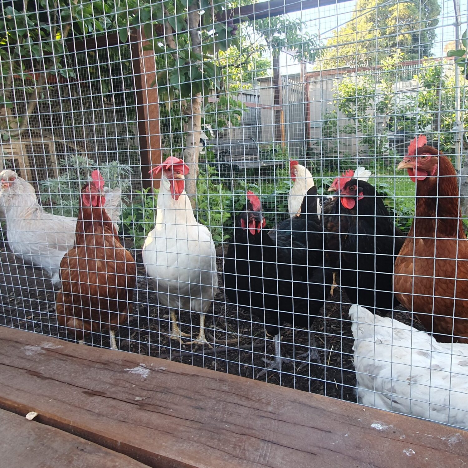 Free range eggs near me